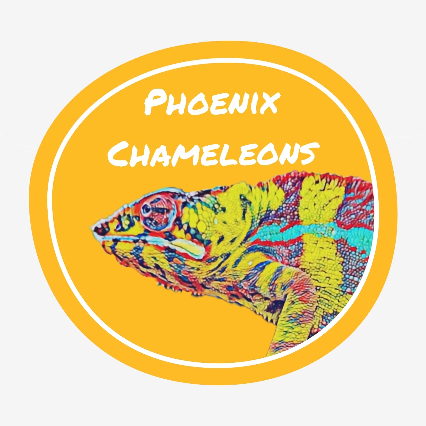 Phoenix Chameleons